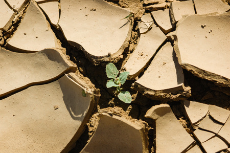 Lonely young plant in a dry river bedの写真素材