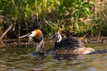 Great crested grebe with young animal on his back