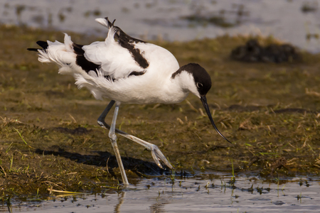 pied avocet Recurvirostra avosetta on food searchの写真素材