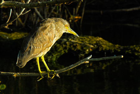 Black-crowned night heron Nycticorax nycticorax sitting on tree in sunsetの写真素材