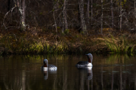 Star divers red-throated loon red-throated diver Gavia stellata on a lake in swedenの写真素材