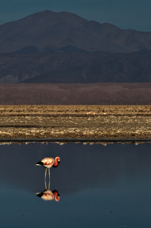 Flamingos Phoenicopteridae Salar de Atacamaの写真素材