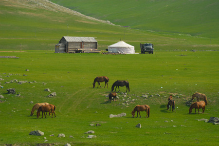 mongolian landscape with horses and yurts