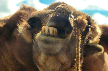 Camels in the desert in Mongoliaの写真素材