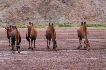 Camels in the desert in Mongoliaの写真素材