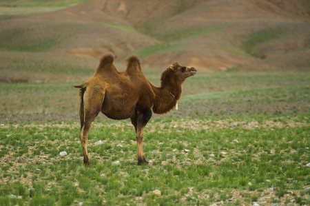 Camels in the desert in Mongoliaの写真素材
