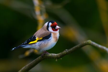 goldfinchの写真素材