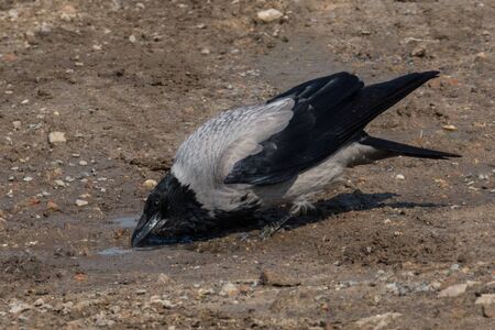 Hooded Crow Corvus coroneの写真素材