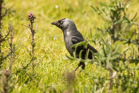 Hooded Crow Corvus coroneの写真素材