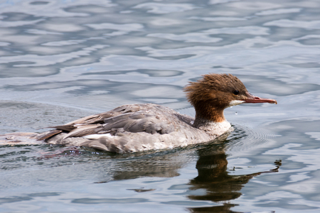 common merganser or goosander on a lakeの写真素材