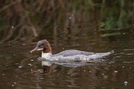 common merganser or goosander on a lakeの写真素材