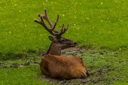 Red Deer in Bialowieza Forestの写真素材
