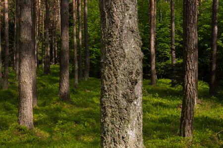 Sunny forest in Poland with grass