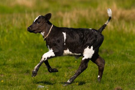 Beautiful  black and white  little calf of cow galoppの写真素材