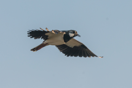 Northern lapwing