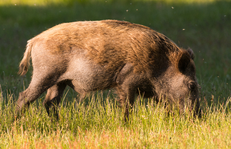 wild boar at a campsiteの写真素材