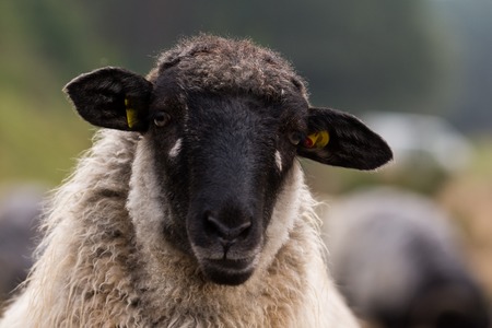 head of a moorland sheepの写真素材