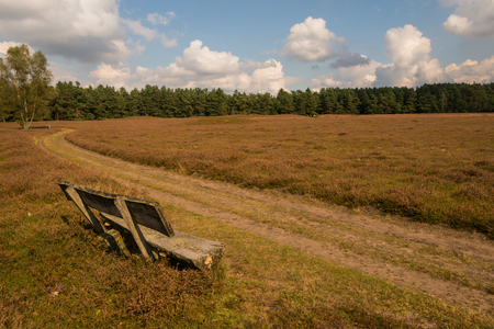 typical Lueneburg Heath in the autumの写真素材