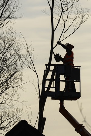Tree climber with saw and harness, lumberjack at work