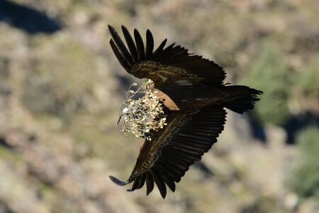 flying Griffon vulture Gyps fulvus in Extremadura Spain Monfrague National Parcの写真素材