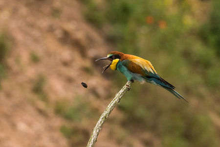 Colony of european bee-eaters, Merops apiaster, sits on a branch in germanyの写真素材