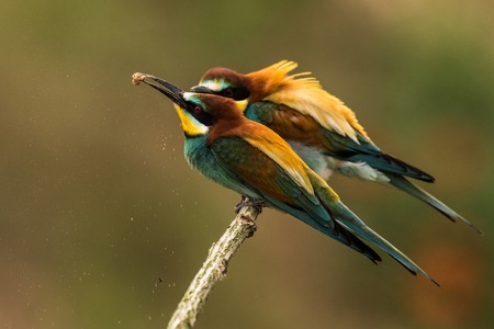 Colony of european bee-eaters, Merops apiaster, sits on a branch in germany