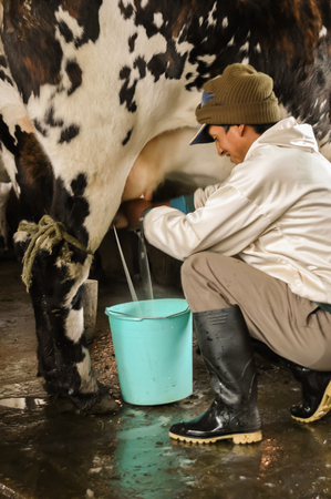 Feb-2005, Anden, Ecuador, Traditional farmer milks a cow in the Andes in Ecuadorのeditorial素材