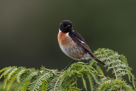 sitting European stonechat Saxicola rubicola in scotlandの写真素材