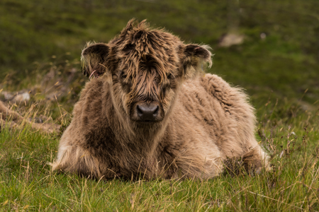 Highland cattle and  Scottish Gaelic on a  medow in Scottish Highlandsの写真素材