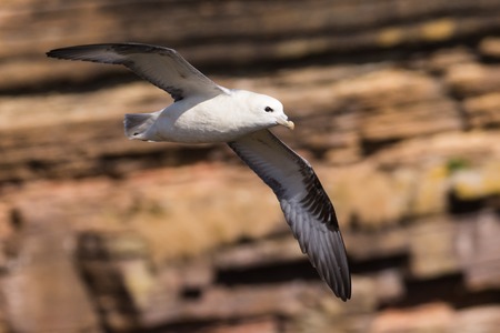 northern fulmar Fulmarus glacialis, in flight over water, Scotland, Great Britain