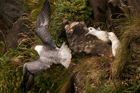 northern fulmar Fulmarus glacialis, fulmar, Arctic fulmar in Scotland, Great Britainの写真素材