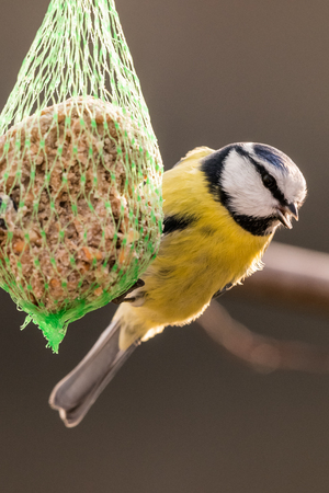 Blue tit at the birdhaus in winterの写真素材