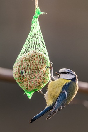 Blue tit at the birdhaus in winterの写真素材