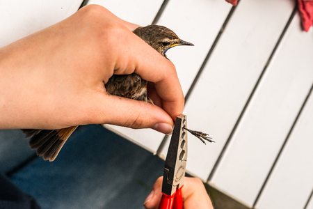 Songbird is ringed by an ornithologist,  Germanyの写真素材