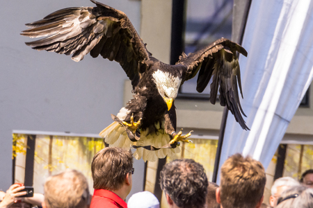 Bald Eagle, Haliaeetus leucocephalus captive, flight performance, air show, Bavaria, Germany