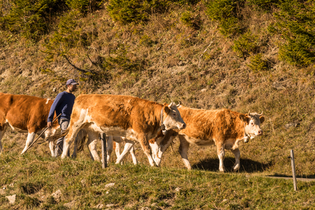 Jaunpass, Simmental, Bernese Oberland, Alps, Switzerland, Oct. 2018, shepherd brings cattle herd from the pasture in autumnのeditorial素材