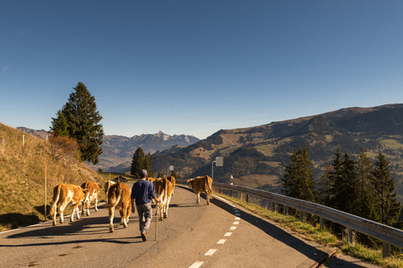 Jaunpass, Simmental, Bernese Oberland, Alps, Switzerland, Oct. 2018, shepherd brings cattle herd...