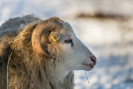 old house sheep breed Skudde in winter, red list, willow, captive, Brandenburg, Germany Europeの写真素材