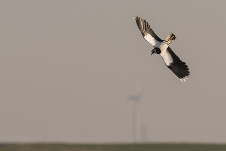European Northern Lapwing or Green Plover, Vanellus vanellus, in flight