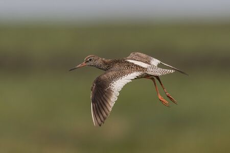 flying redshank in the salt marshes of the North Sea, Germany