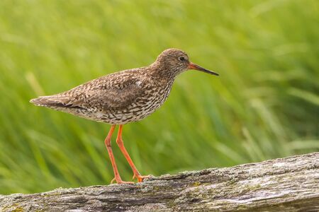 sitting redshank in the salt marshes of the North Sea, Germanyの写真素材