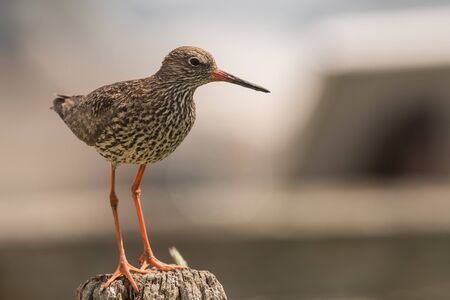 sitting redshank in the salt marshes of the North Sea, Germanyの写真素材