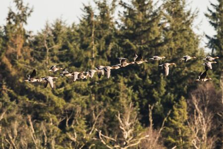 Flock of White-fronted Geese, Anser albifrons, flying in Schleswig Holstein, Germany, Europe
