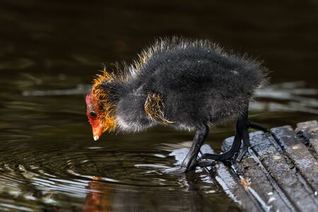 Coot, Fulica atra, chicks on the canal, Ostfriesland, Lower Saxony Germany