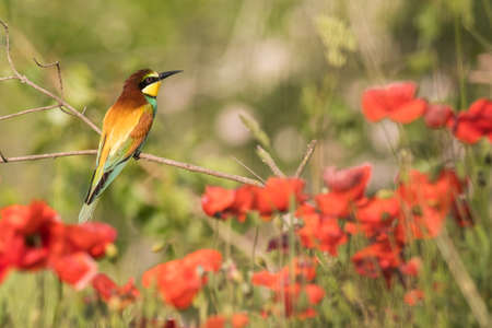 The European bee-eater sits on a branchの写真素材