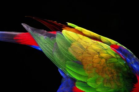 Rainbow Feathersの写真素材