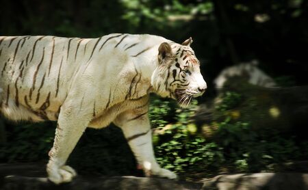 White Tigerの写真素材