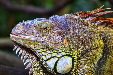 Iguana Portraitの写真素材