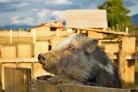 The wild pig is climbing on the fence. Animal fence in contact ZOO.の写真素材