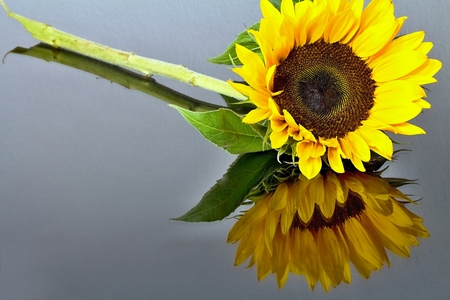 Sunflower flower with mirroring. Ripe sunflowers grains, beautiful yellow petals with green leaves.の写真素材